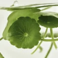 Beauty-of-joseon-light-on-serum-centella-vita-c-5